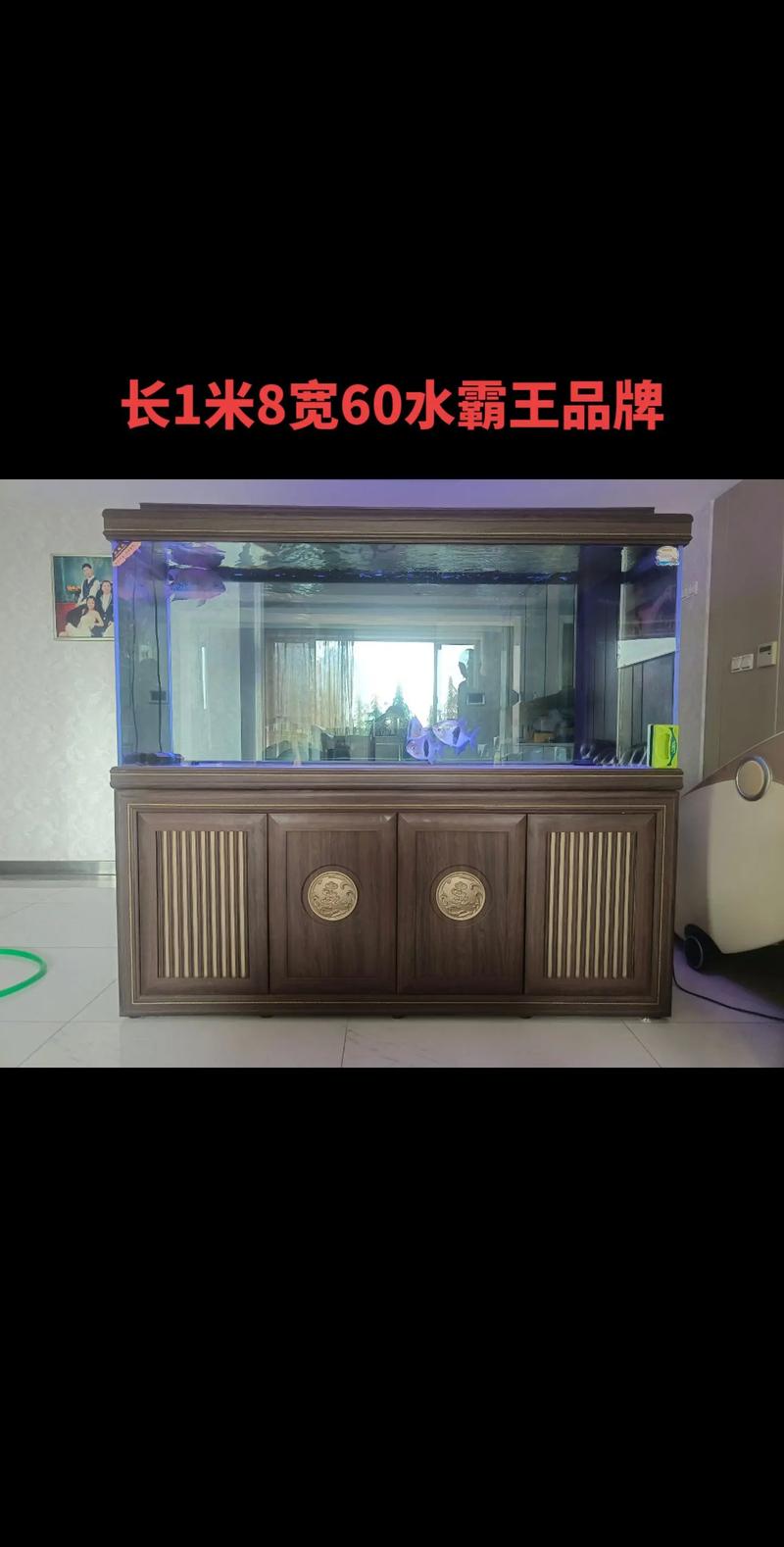 吴忠水族造景服务商甄选指南：水生湿地植物配置与源头厂家推荐