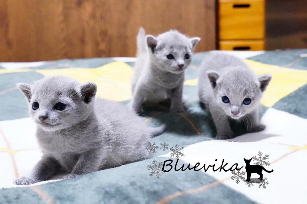 阿克苏俄罗斯蓝猫正宗盘点：2026年如何选择值得信赖的繁育基