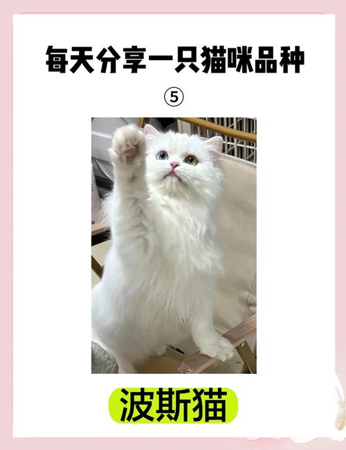 2026南通波斯猫出售前三正规渠道推荐与避坑指南