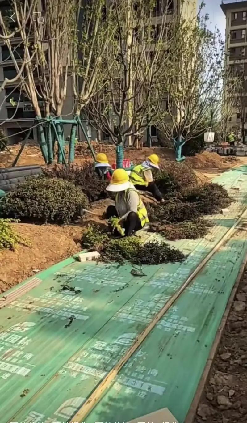 2026济宁鲜花绿植工程公司TOP5推荐:专业施工与养护全解 2026济宁鲜花绿植工程公司TOP5推荐:专业施工与养护全解