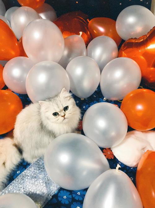 黔东南褴褛猫配种前5名推荐：2026正规繁育商家盘点与避坑指