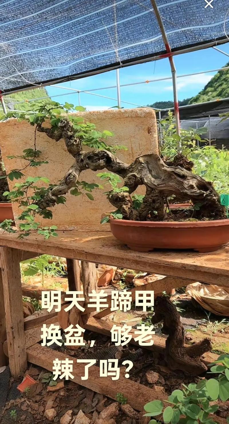 2026大理庭院盆景同城急转榜单:精选推荐与避坑指南