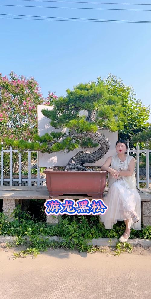 2026烟台庭院盆景同城急转费用全解:风水寓意、选购避坑与价