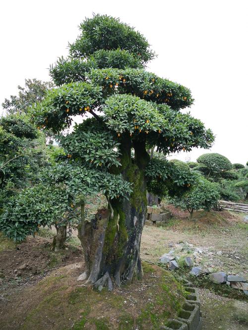 锡林郭勒庆典演出盆景景观布置施工团队排行榜:工程绿化标准与专