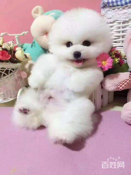 聊城博美厂家专业盘点：2026正规犬舍推荐与选犬避坑指南