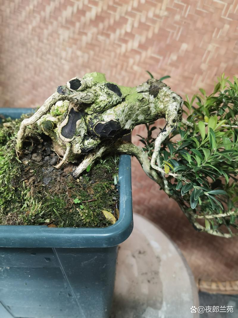 黔东南本地盆景前5名盘点:正规种植厂家与避坑指南