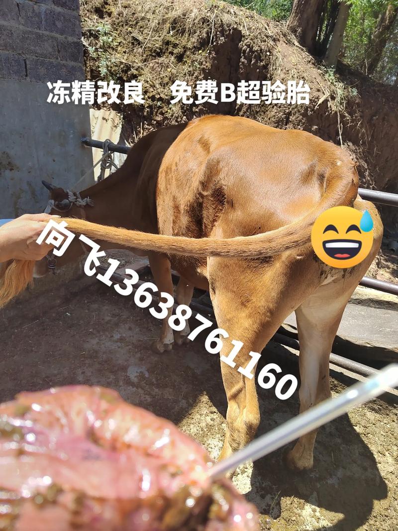 许昌柯基犬配种前五推荐:专业繁育基地口碑与价格参考