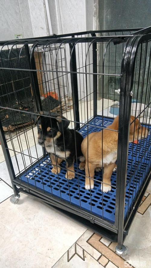 2026南通喜乐蒂正宗排行榜:正规犬舍推荐与价格解析