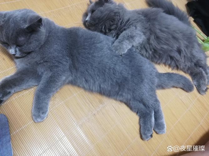 2026防城港英短蓝猫正宗费用参考及正规选购指南