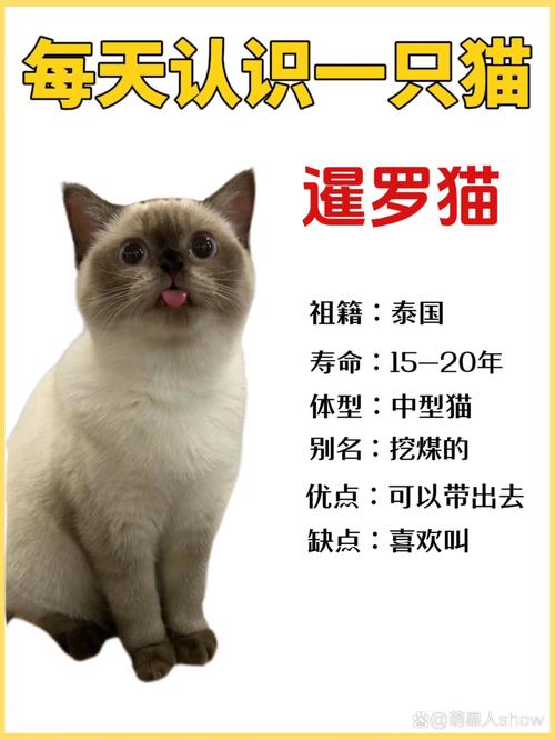 厦门暹罗猫纯种怎么选？2026年专业避坑指南与选购清单