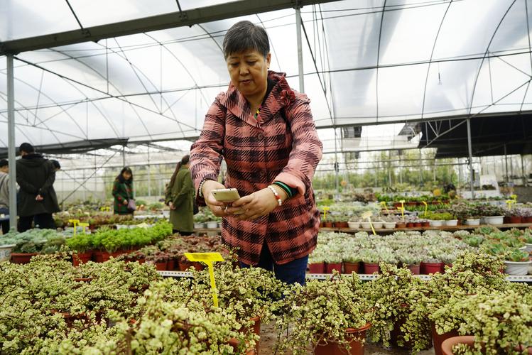 2026年林芝多肉植物种植厂家推荐与源头采购避坑指南