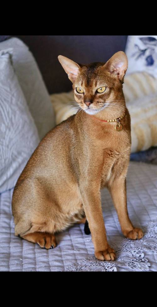楚雄埃及猫纯种前五名推荐：2026年正规繁育商口碑排行与价格