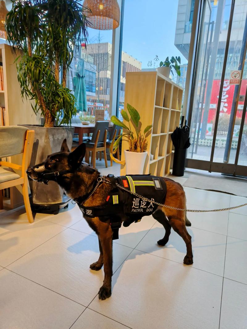 2026年铁岭马犬厂家前5名推荐:正规繁育基地的选择标准与避