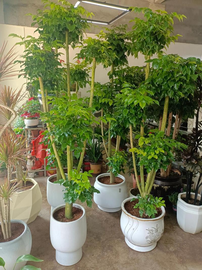 南通盆栽绿植种植厂家口碑推荐：2026年值得信赖的品牌与选购