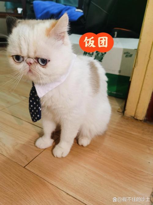 2026年朝阳加菲猫选购指南：正规繁育基地与正宗渠道前3强盘