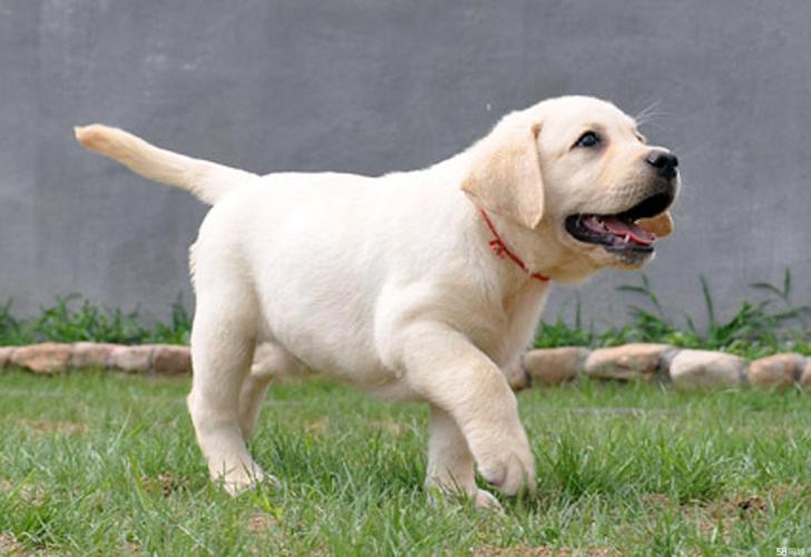 鹤壁拉布拉多出售前3强推荐：正规犬舍与市场口碑盘点