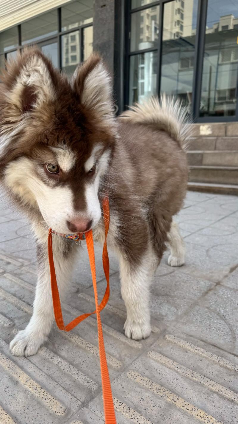 2026台州阿拉斯加正宗多少钱?正规犬舍价格清单与避坑指南