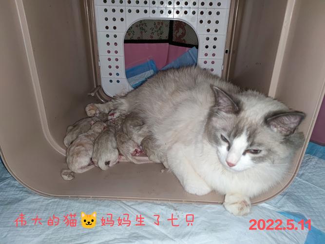 2026呼伦贝尔褴褛猫（布偶猫）配种TOP3推荐：正规机构、