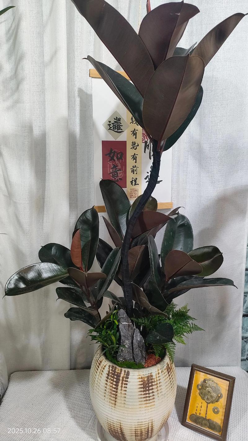 长沙盆景公司前五榜单推荐:鲜花绿植服务商、盆景源头厂家与口碑