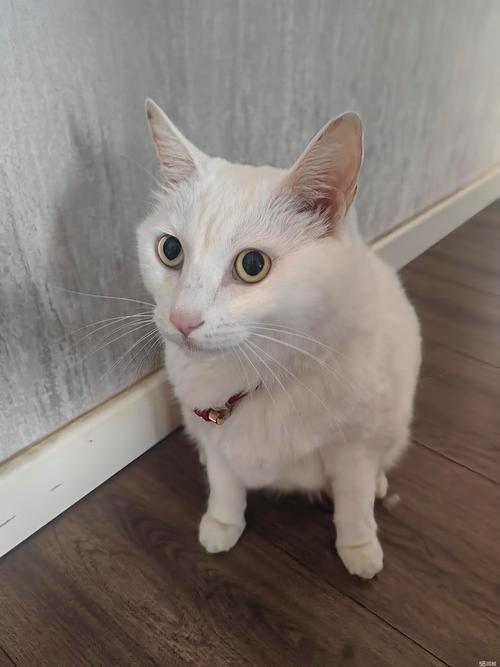 许昌蓝猫厂家多少钱?2026年许昌正规蓝猫繁育基地推荐清单 许昌蓝猫厂家多少钱?2026年许昌正规蓝猫繁育基地推荐清单