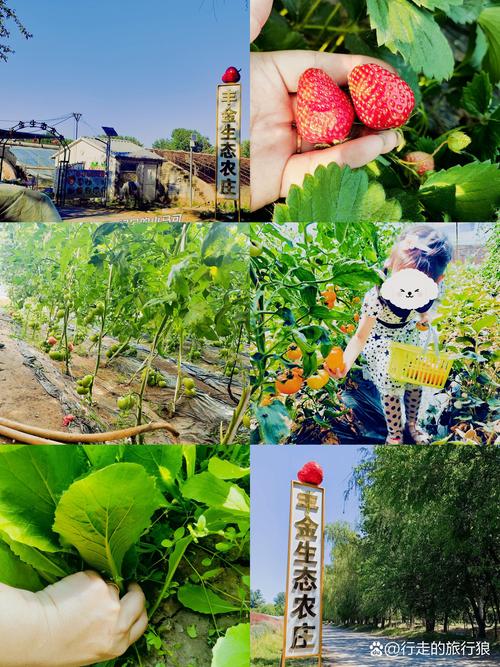 2026新乡农庄采摘度假旅游前5名盘点:最佳推荐与避坑指南