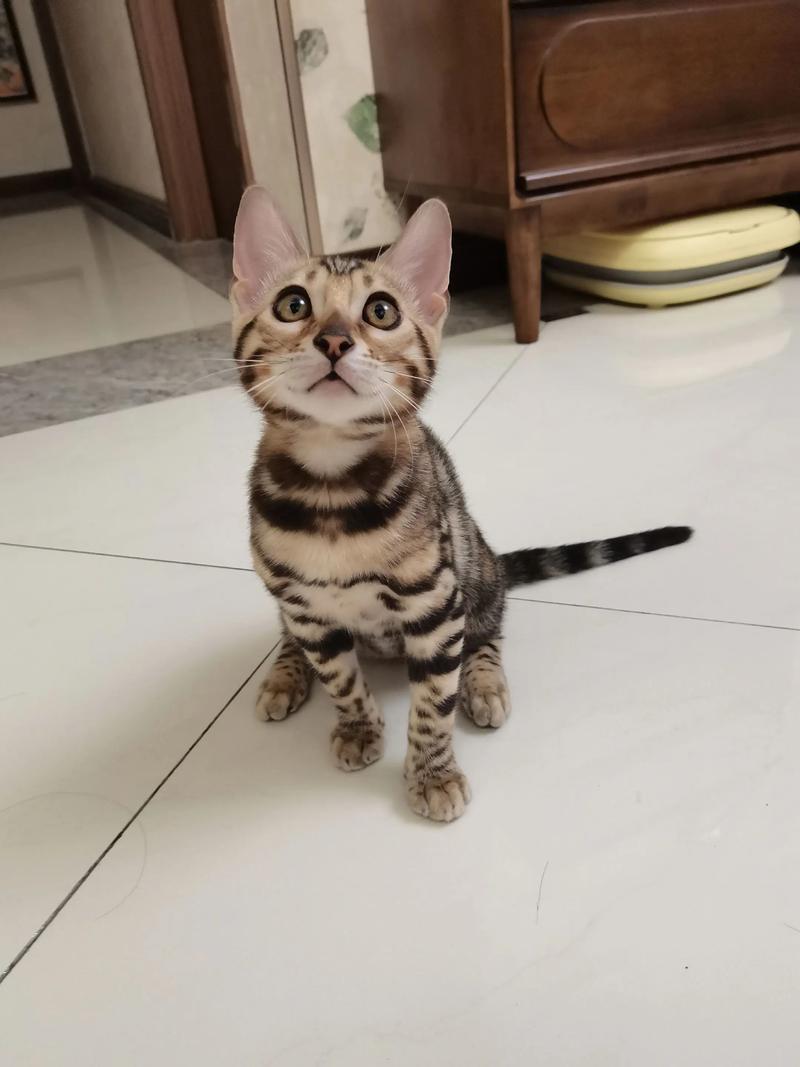 晋城豹猫纯种TOP5推荐:2026年正规渠道选购指南与避坑攻
