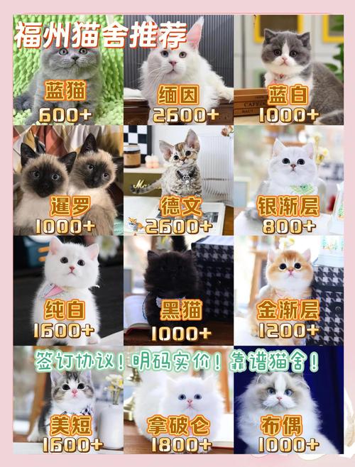 林芝埃及猫出售费用解析:2026年正规选购指南与避坑盘点