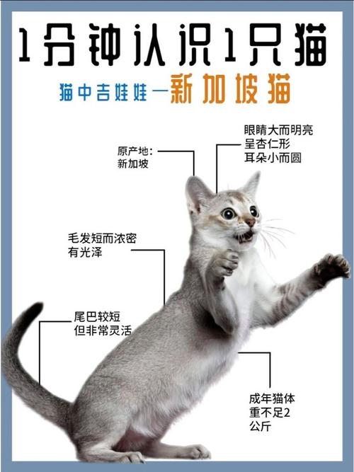 鸡西新加坡猫正宗排行与选购指南:2026年口碑推荐及避坑攻略