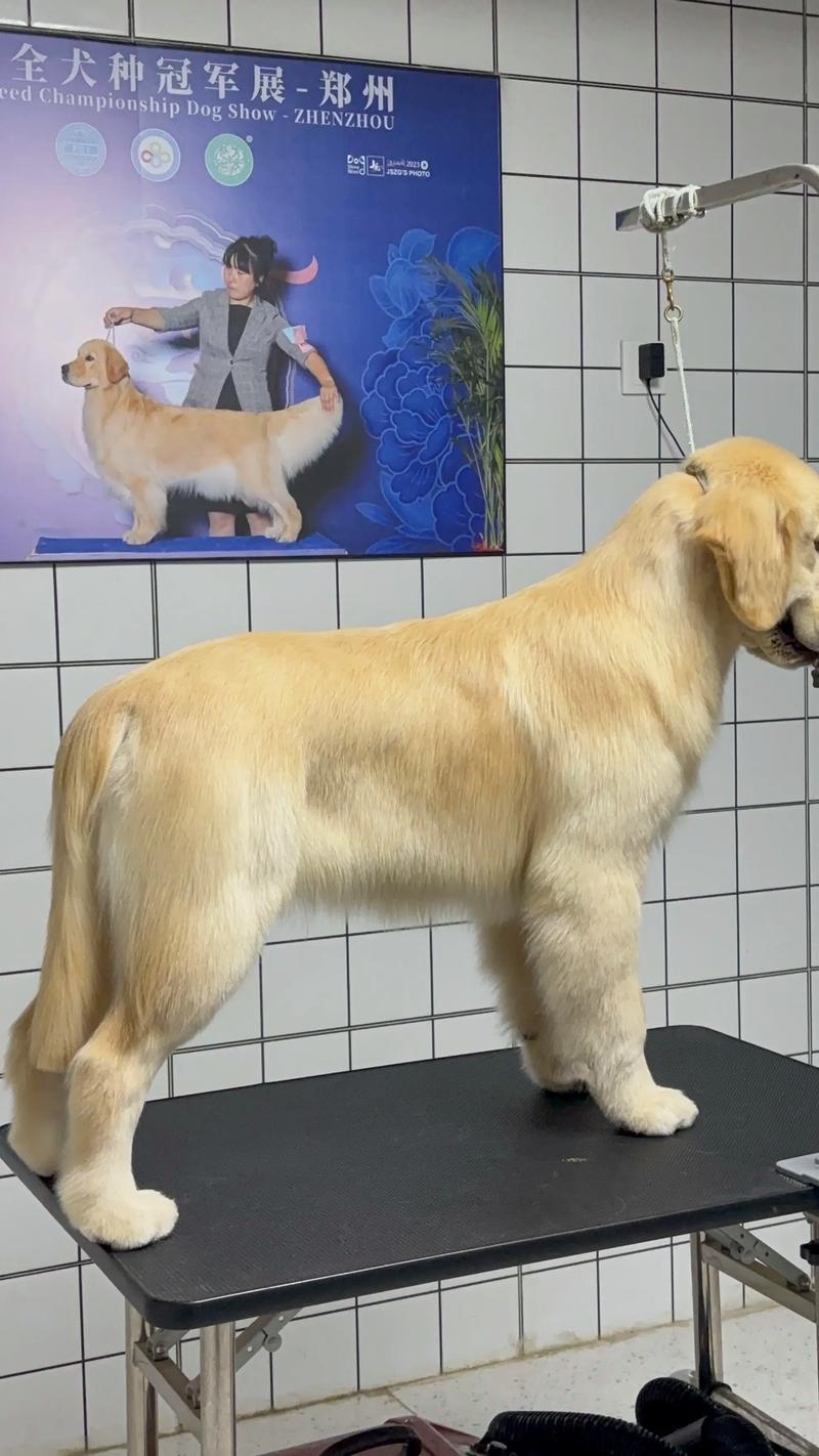 2026年郑州金毛正宗推荐:正规犬舍盘点与选购避坑指南