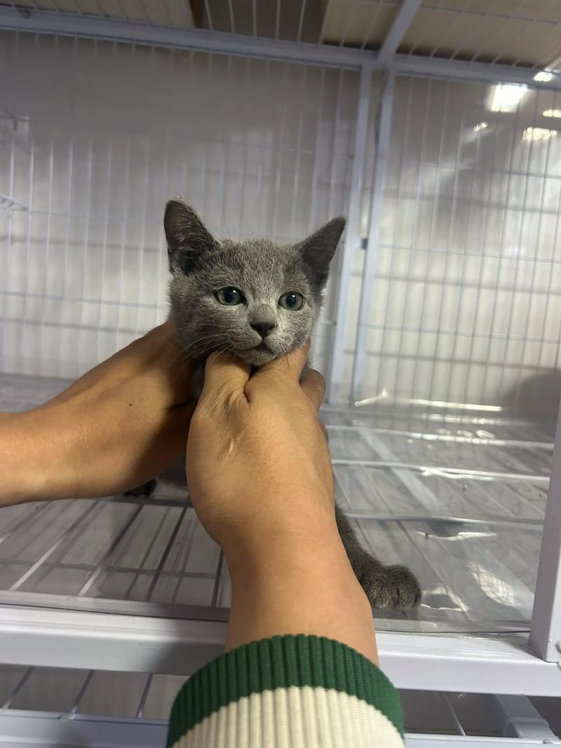 抚州俄罗斯蓝猫正宗怎么选?2026年抚州猫咪选购攻略与口碑商
