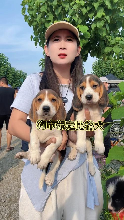 2026六盘水比格纯种哪家强?口碑前五名正规犬舍推荐及避坑指