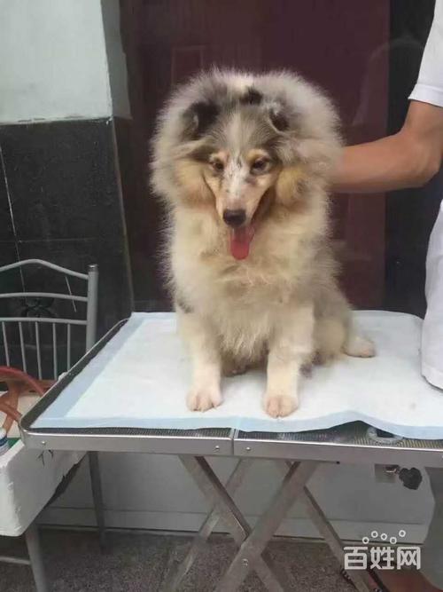 2026南平喜乐蒂哪家正规?优选宠物犬舍标准与口碑盘点