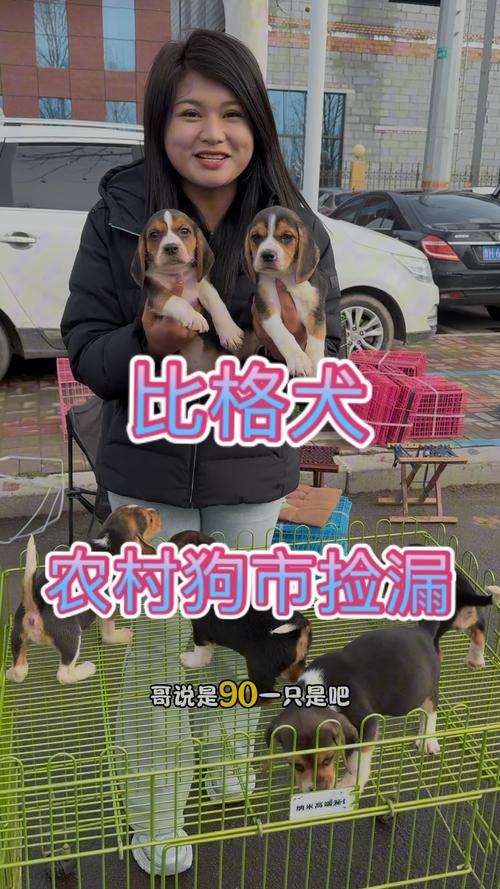 2026年梅州比格配种费用分析及正规繁育机构选择建议