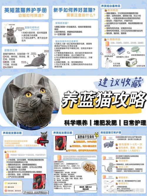江门俄罗斯蓝猫厂家怎么选?2026避坑指南与正规推荐清单
