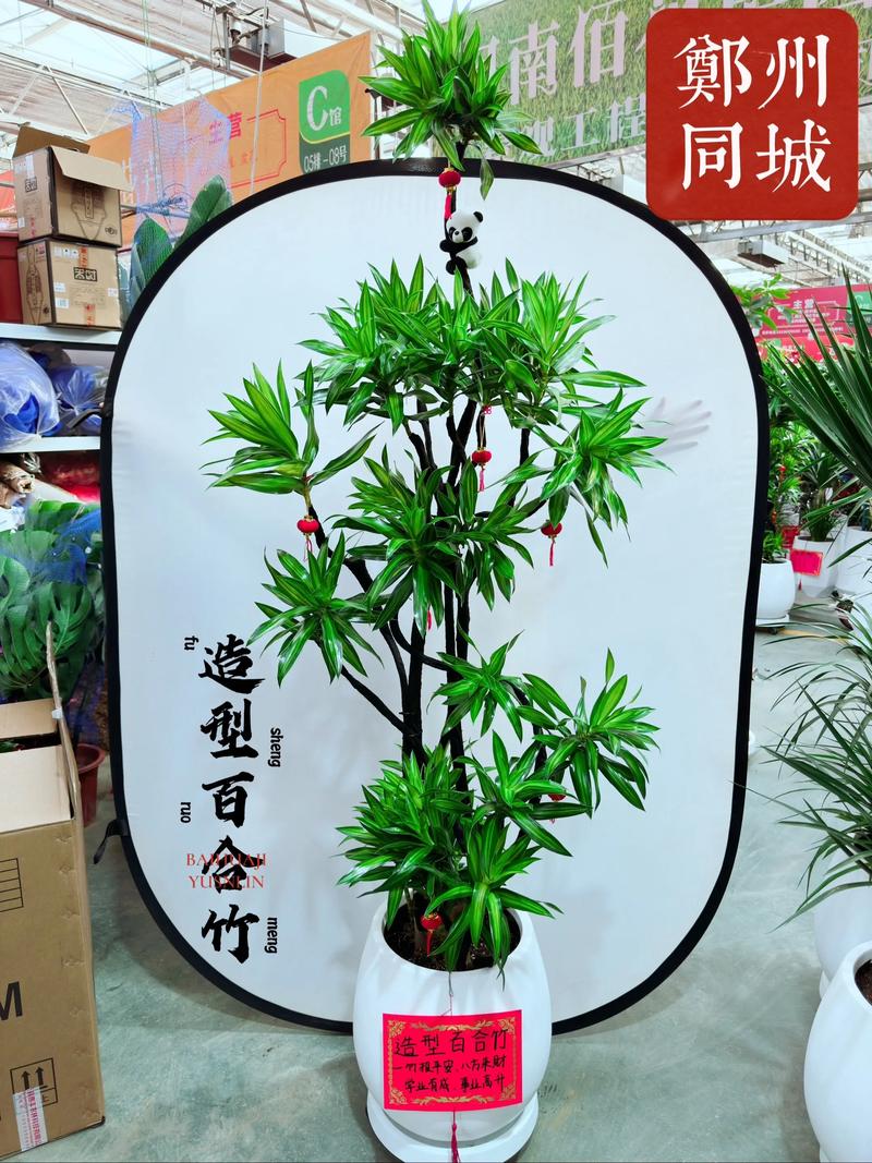 湖州同城景观盆景二手出售TOP3推荐:2026年专业避坑与选