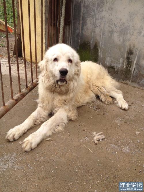 2026四平大白熊配种前3强推荐:正规犬舍、价格参考与避坑指