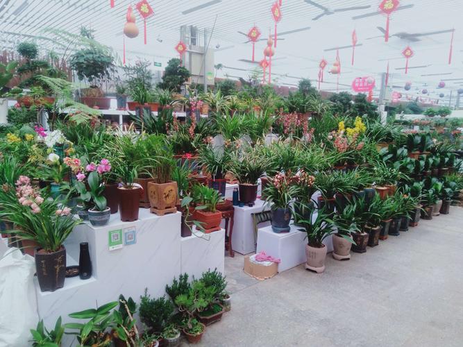 许昌鲜花工厂前3强盘点:2025年优质源头厂家推荐清单