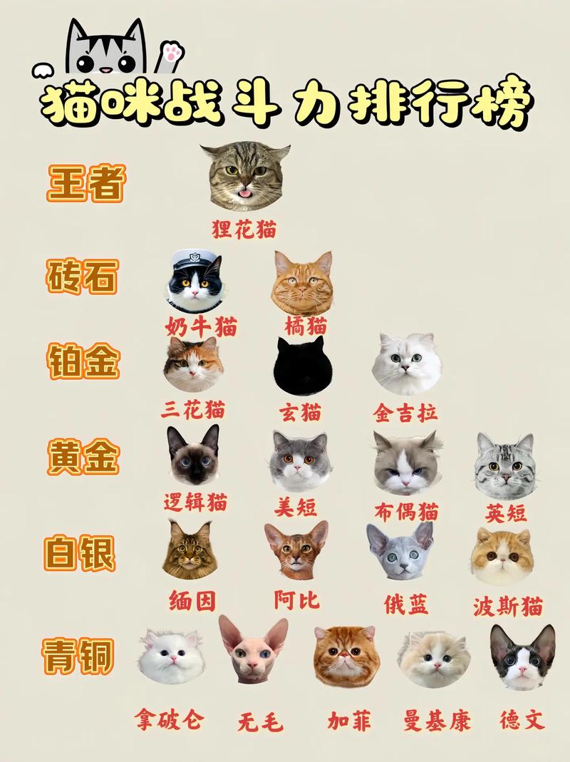 2026年郴州褴褛猫正宗推荐与正规购买渠道解析