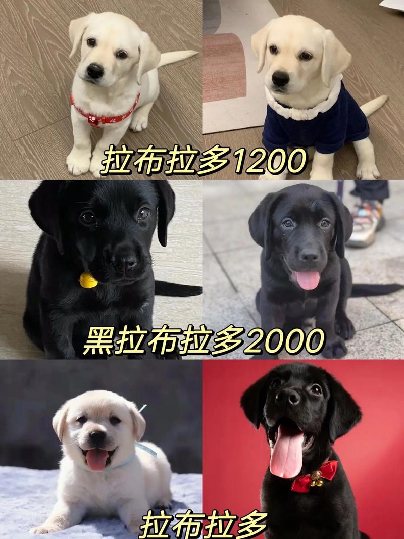 2026厦门拉布拉多正宗价格参考与正规犬舍选择指南