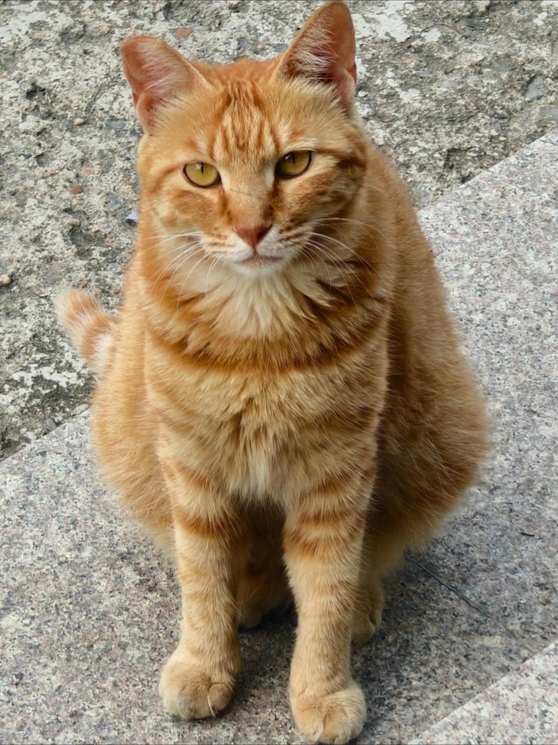 2026陇南橘猫纯种购买指南:正规繁育基地推荐与避坑盘点