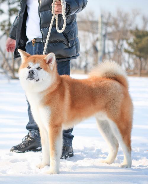 2026贵港秋田纯种推荐 TOP5：正规犬舍选购与避坑指南