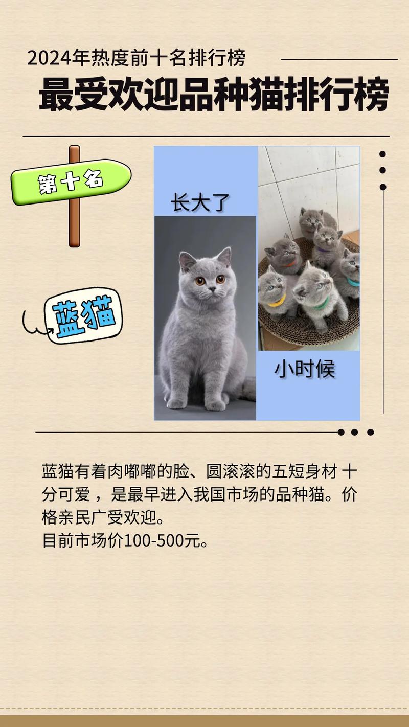 2026年无锡英短蓝猫厂家排名与正规繁育基地选购指南