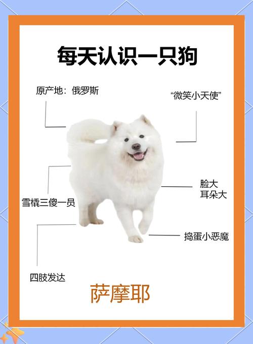 广安萨摩耶厂家推荐：正宗萨摩耶犬舍挑选指南与避坑分析