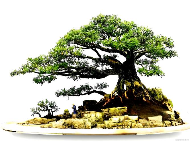 廊坊哪里有奇石盆景转让推荐?本地行业TOP渠道与选购避坑指南