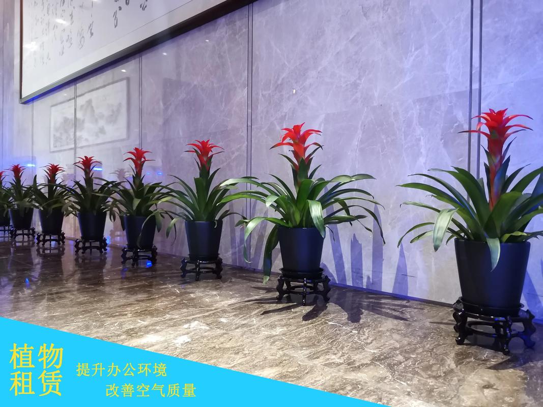 吉安鲜花绿植租赁养护企业怎么选?2026正规推荐榜单与避坑指