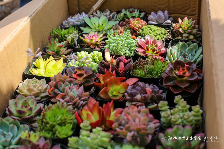 聊城鲜花绿植批发供货TOP5:价格透明、口碑佳的行业标杆推荐