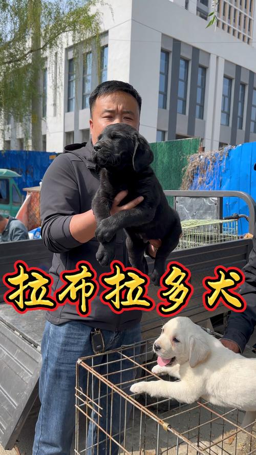 2026德州拉布拉多出售排名TOP5:正规犬舍推荐与避坑指南