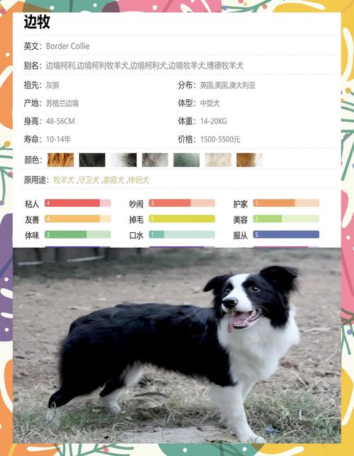 2026商洛边牧厂家推荐榜单:正规选购指南与避坑全解析