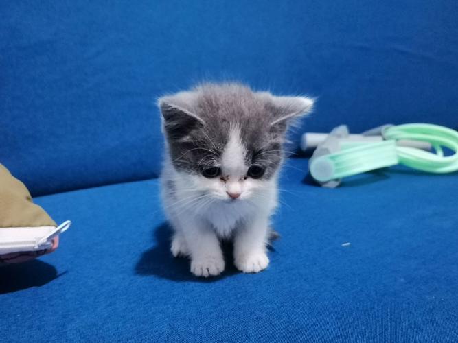 聊城波斯猫正宗TOP5：2026年选购指南与避坑盘点