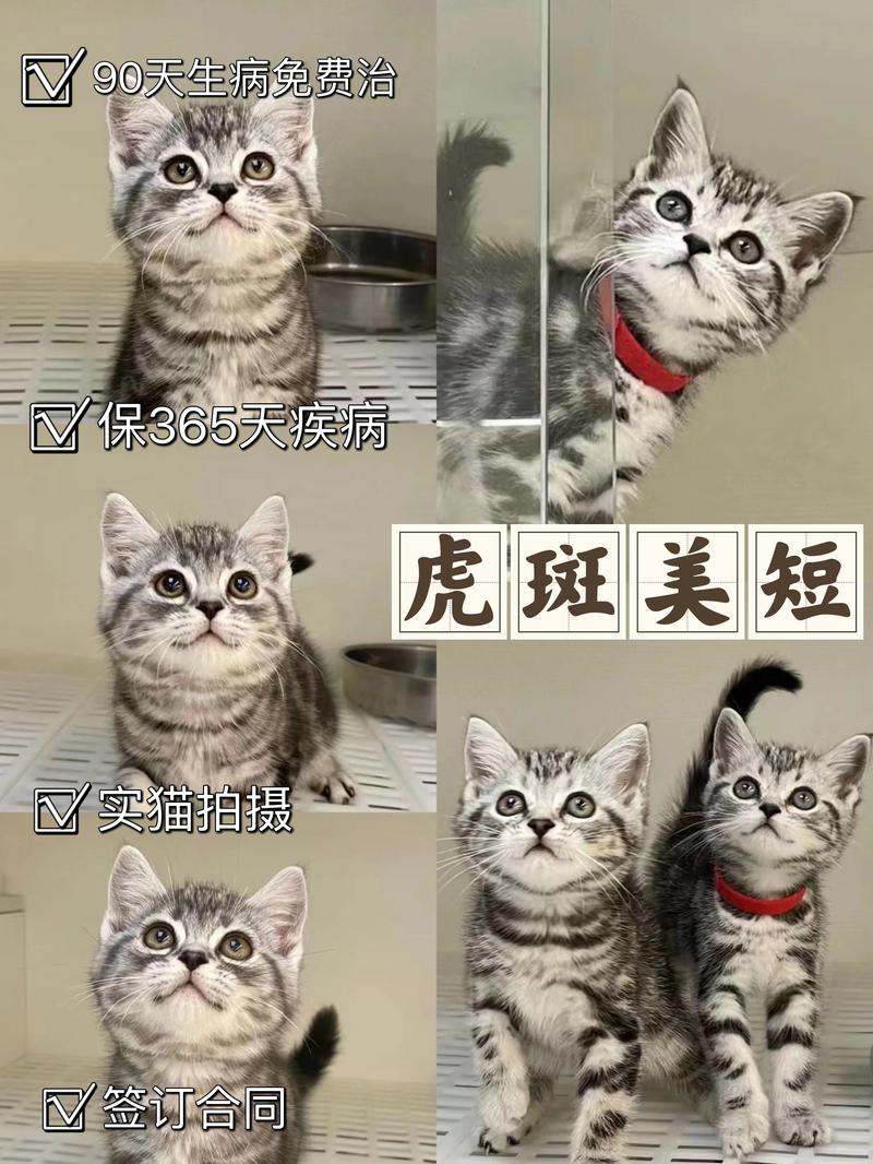 阜新美短虎斑配种哪家强?2026年正规繁育机构TOP3推荐与